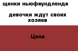 щенки ньюфаундленда, 2 девочки ждут своих хозяев › Цена ­ 30 000 - Архангельская обл. Животные и растения » Собаки   . Архангельская обл.
